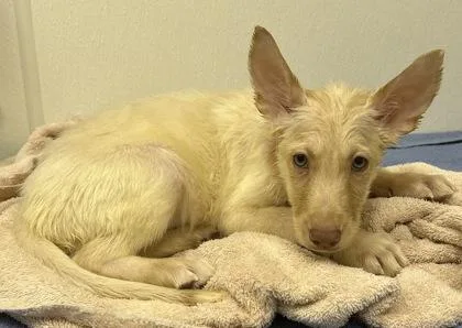A young large-sized female Shepherd dog named Angelfish for adoption in Phoenix, AZ