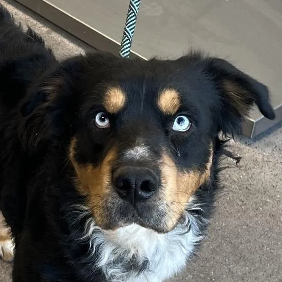 An adult medium-sized male Black Mixed Breed dog named Itachi for adoption in Las Cruces, NM