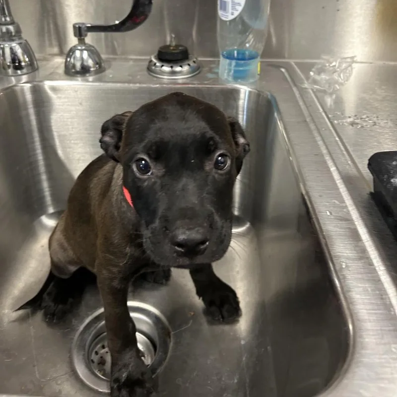 A baby small-sized male Black Labrador Retriever dog named Onion for adoption in League City, TX