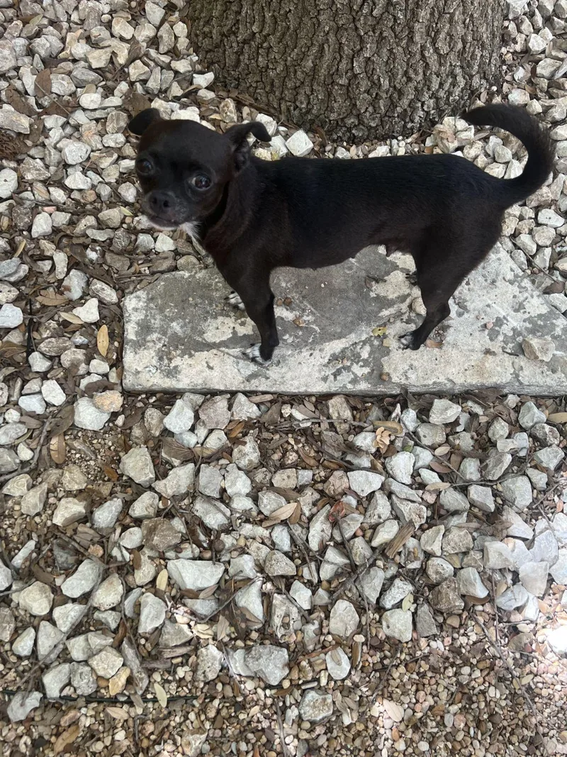 An adult small-sized female Chihuahua dog named Harlow for adoption in Austin, TX