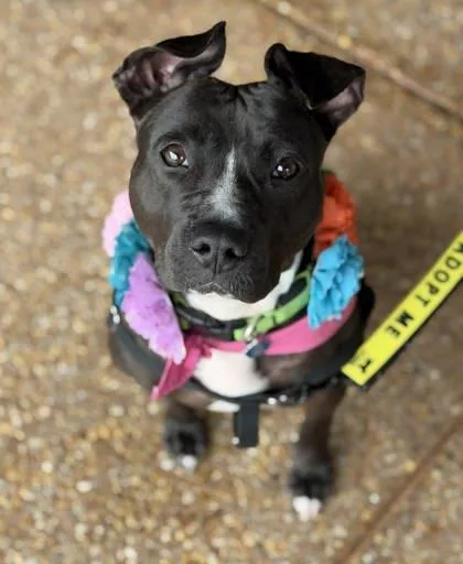 An adult large-sized female Pit Bull Terrier dog named Snowdrop for adoption in Atlanta, GA