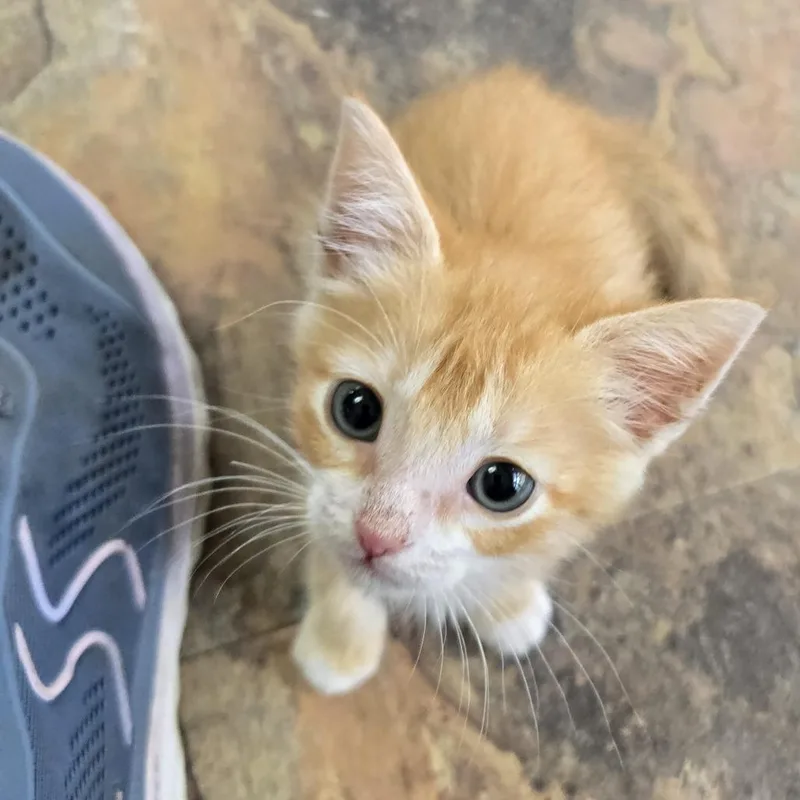 A baby small-sized male Domestic Short Hair cat named Cheese Ball for adoption in San Antonio, TX