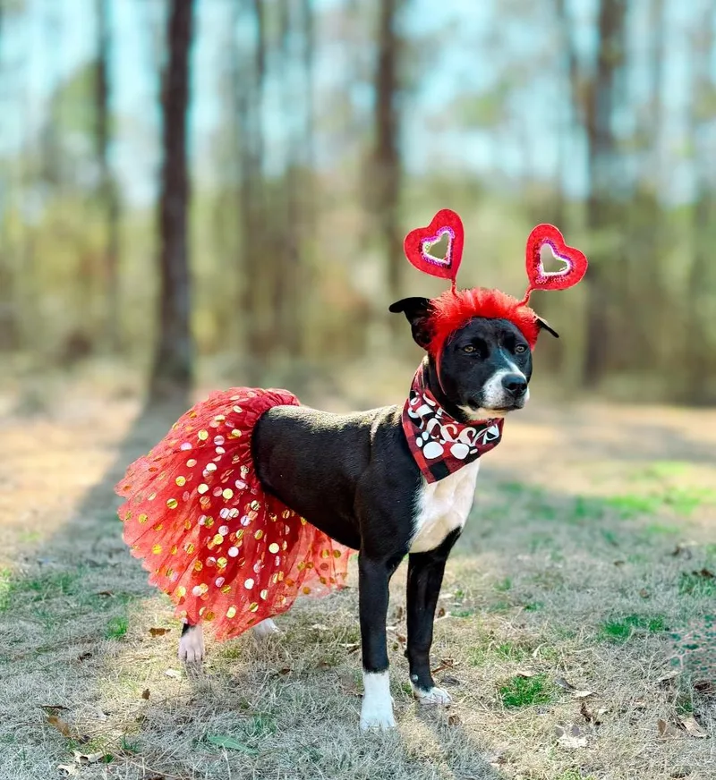 A baby medium-sized female American Staffordshire Terrier dog named Addie for adoption in Macon, GA