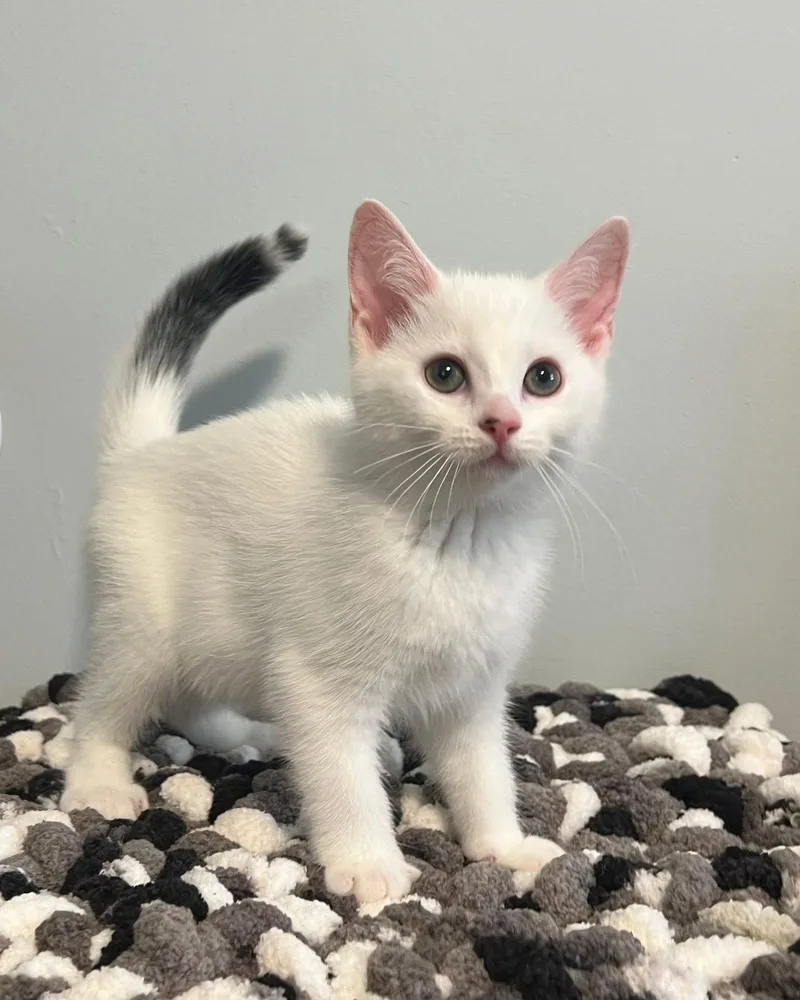 A baby medium-sized female White Domestic Short Hair cat named Bitsy for adoption in Mullica Hill, NJ