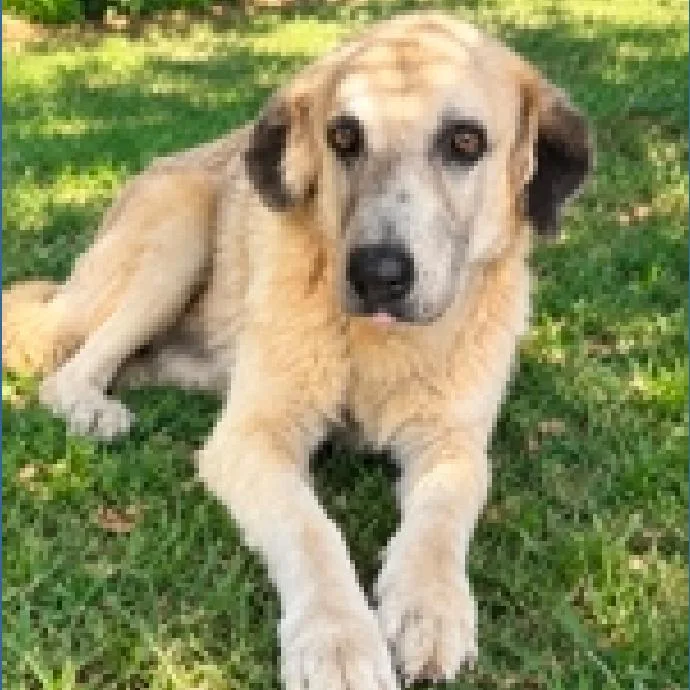 An adult large-sized female Yellow / Tan / Blond / Fawn Great Pyrenees dog named Marigold for adoption in Austin, TX