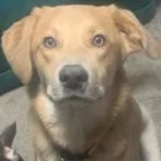A young medium-sized female Great Pyrenees dog named Honey for adoption in Shawnee, KS