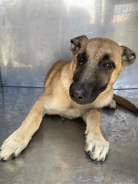 A baby large-sized male Mixed Breed dog named Tiger for adoption in Dallas, TX
