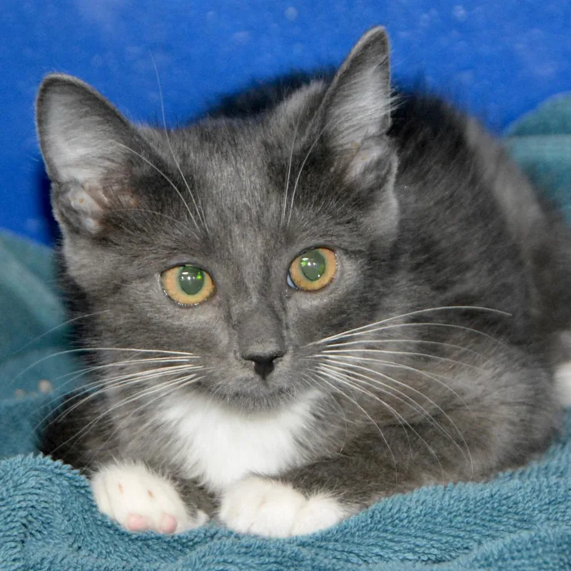 A baby small-sized male Gray / Blue / Silver Domestic Short Hair cat named Jagger for adoption in Los Angeles, CA