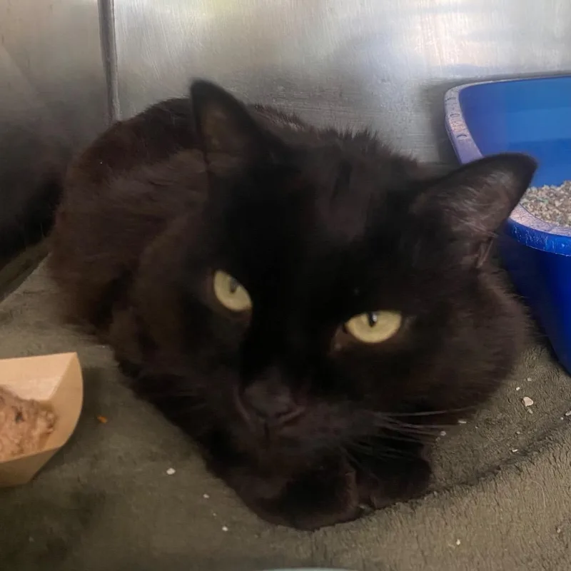 A senior medium-sized male Domestic Short Hair cat named Elmo for adoption in Fall River, MA