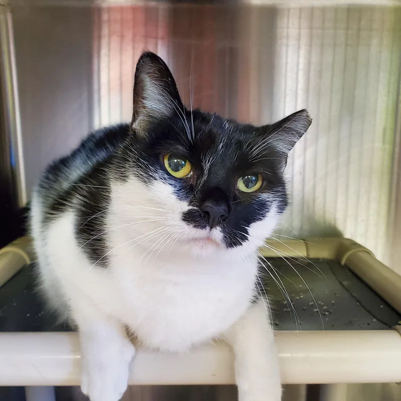 An adult medium-sized female White Domestic Short Hair cat named Cassandra for adoption in Jersey city, NJ
