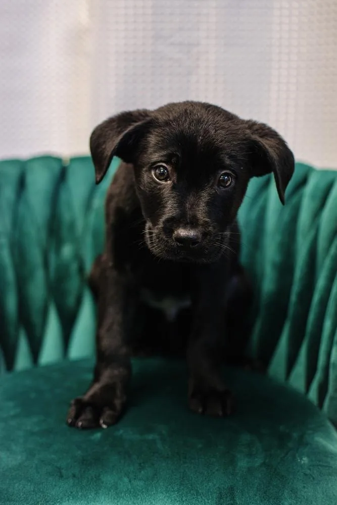 A baby large-sized male Black Rottweiler dog named Boston for adoption in Frankfort, NY