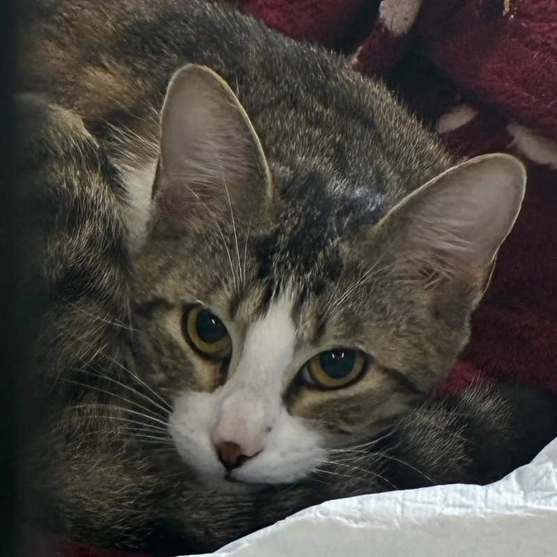 A young medium-sized female White Domestic Short Hair cat named Catalina for adoption in Hattiesburg, MS