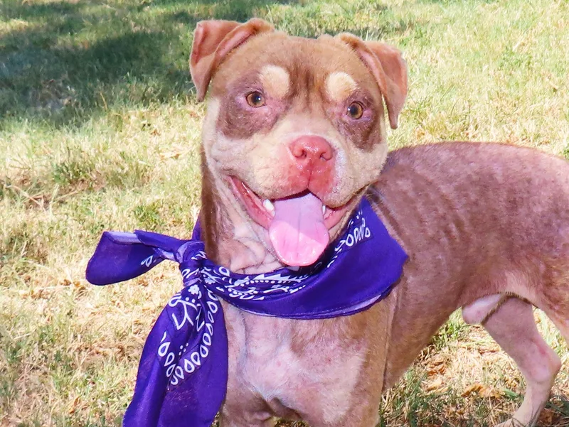 A baby medium-sized male French Bulldog dog named Beowulf C for adoption in Rogers, AR