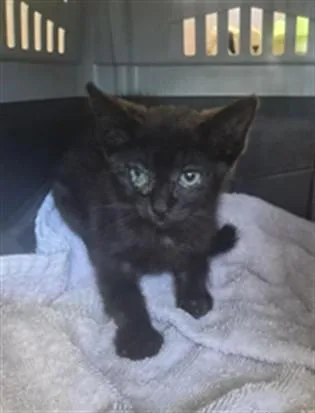 A baby small-sized female Domestic Short Hair cat named Meowshroom for adoption in Fremont, CA
