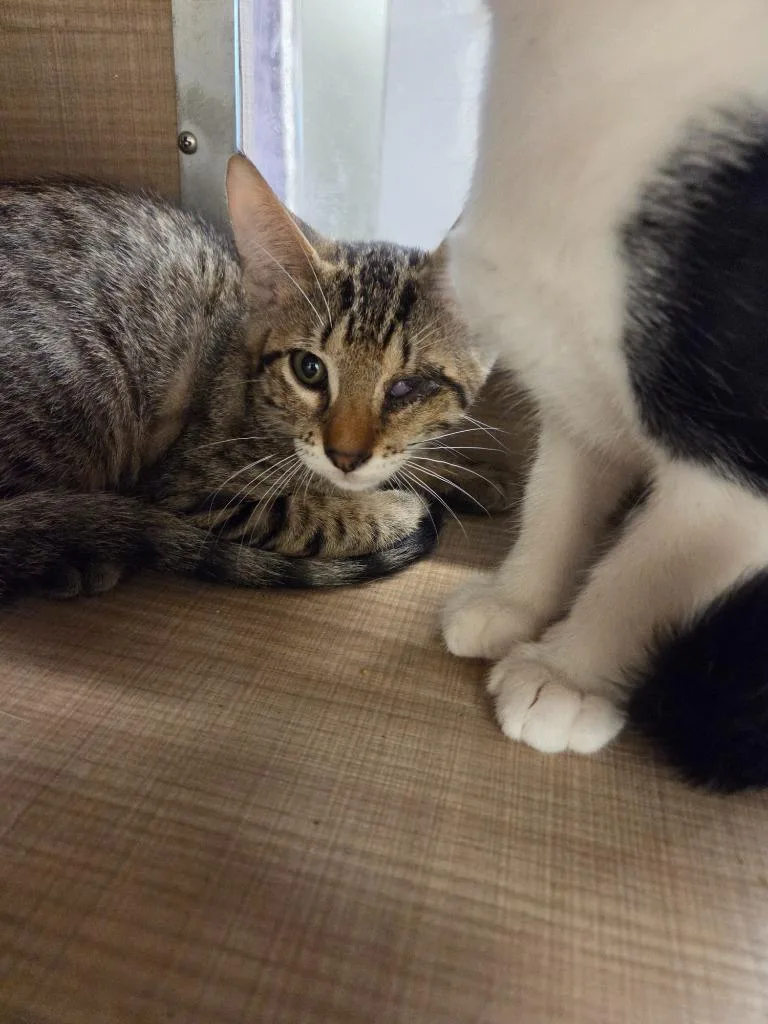 A baby small-sized male Domestic Short Hair cat named Wilbur for adoption in Bossier City, LA