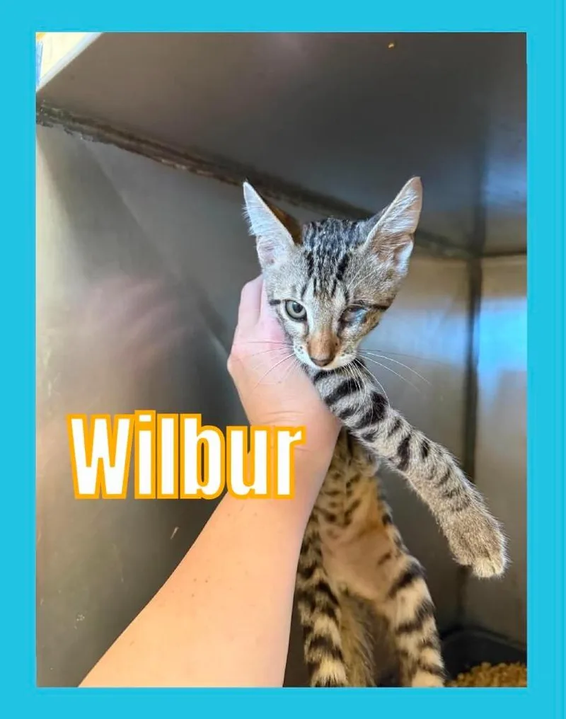 Wilbur thumbnail 2