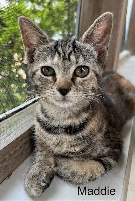 A baby medium-sized female Domestic Short Hair cat named Maddie for adoption in Lancaster, PA