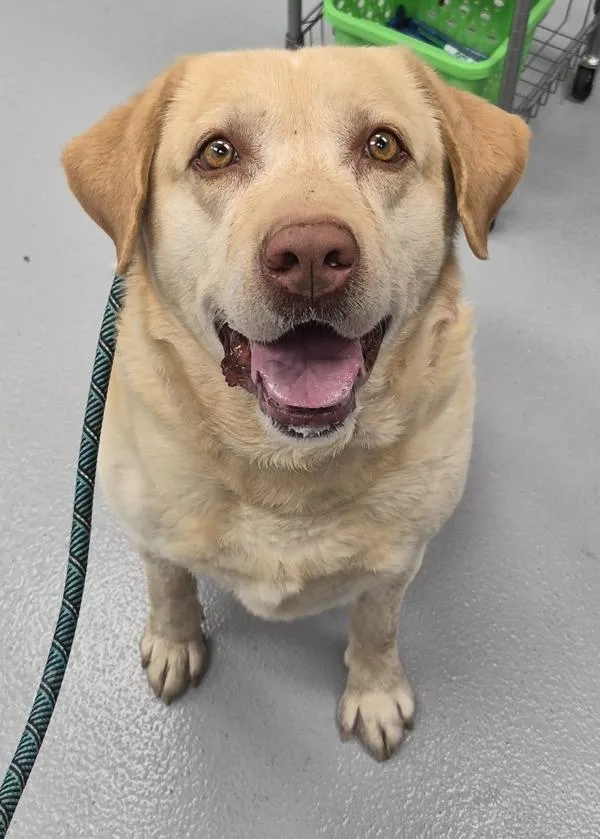 A senior large-sized male Labrador Retriever dog named Icc for adoption in Lawrenceville, GA