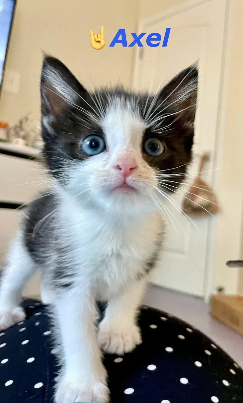 A baby medium-sized male Domestic Short Hair cat named Axel for adoption in Reston, VA
