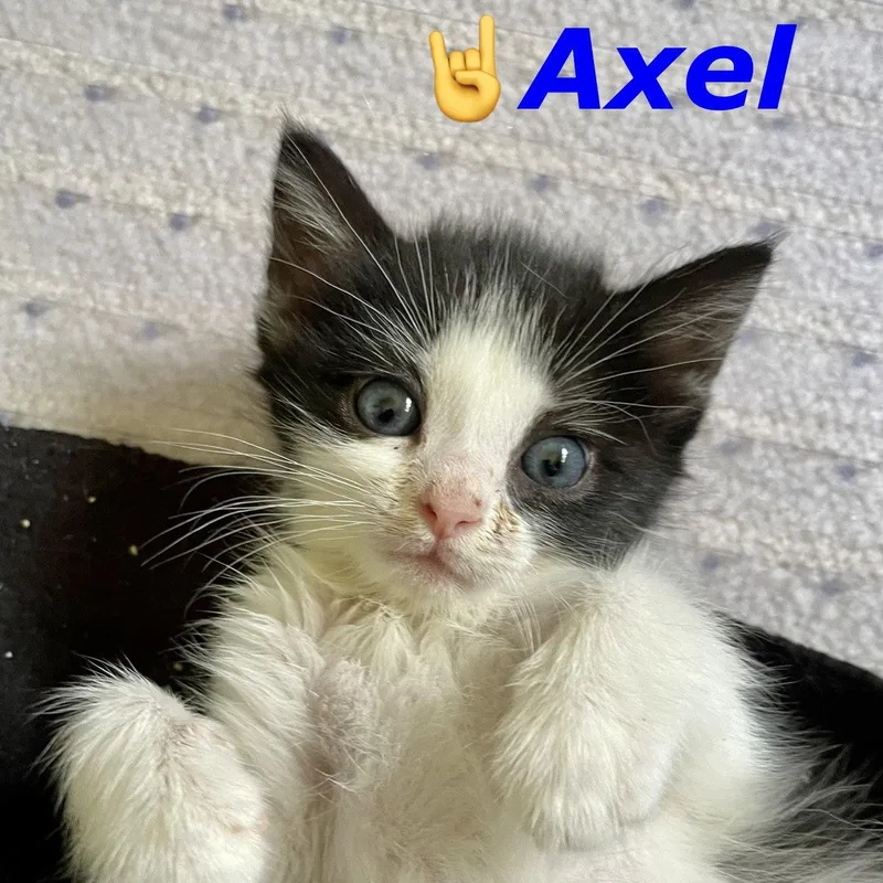 Axel thumbnail 2