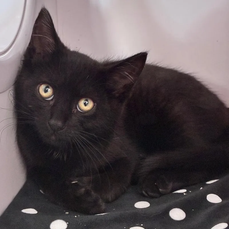 A baby small-sized male Black Domestic Short Hair cat named Jean Pierre for adoption in Dayton, OH