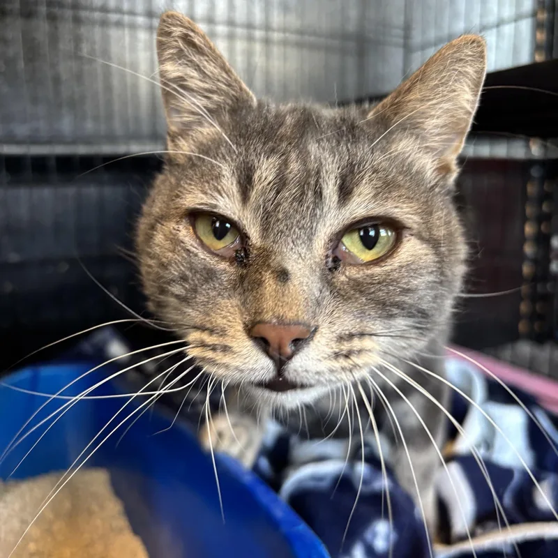 A senior medium-sized male Buff / Tan / Fawn Tabby cat named Trapper for adoption in Raymond, WA