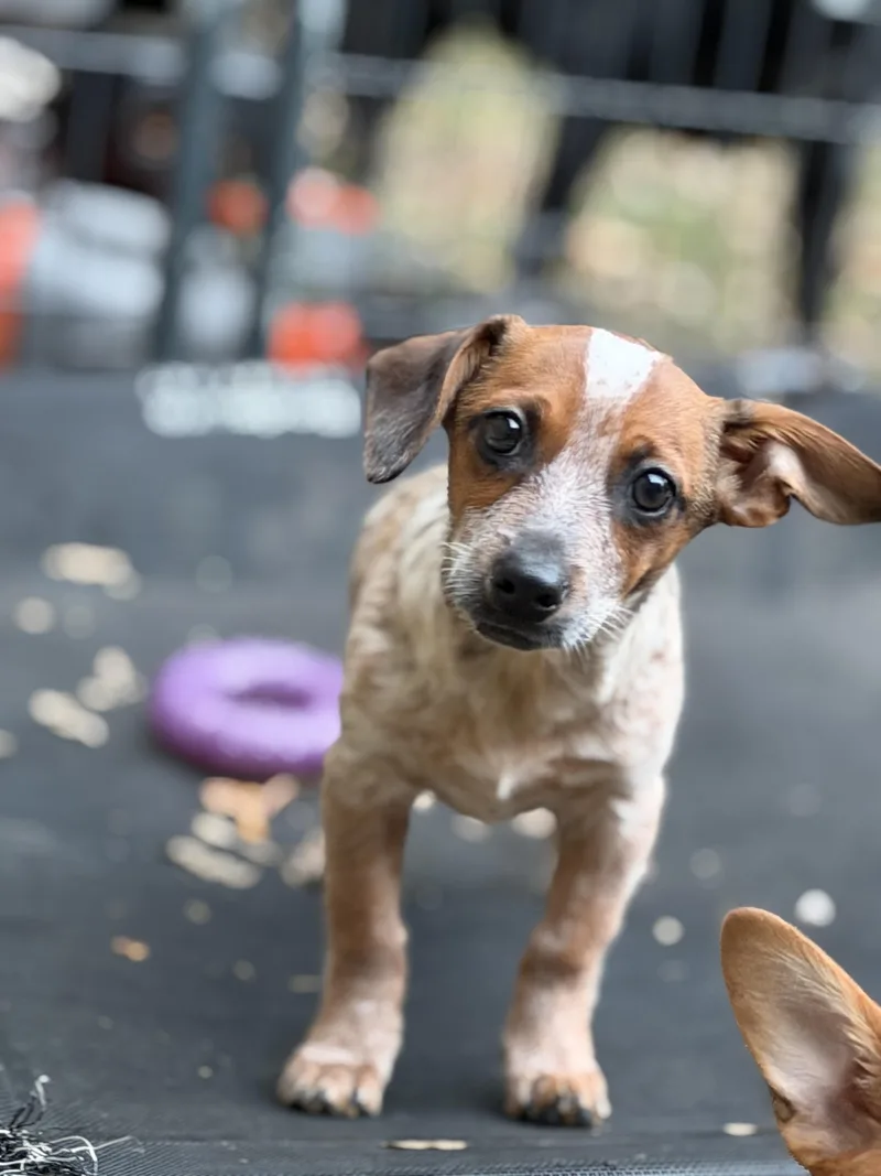 A baby small-sized male Chihuahua dog named Mr. Moseby for adoption in Jeffersonville, IN