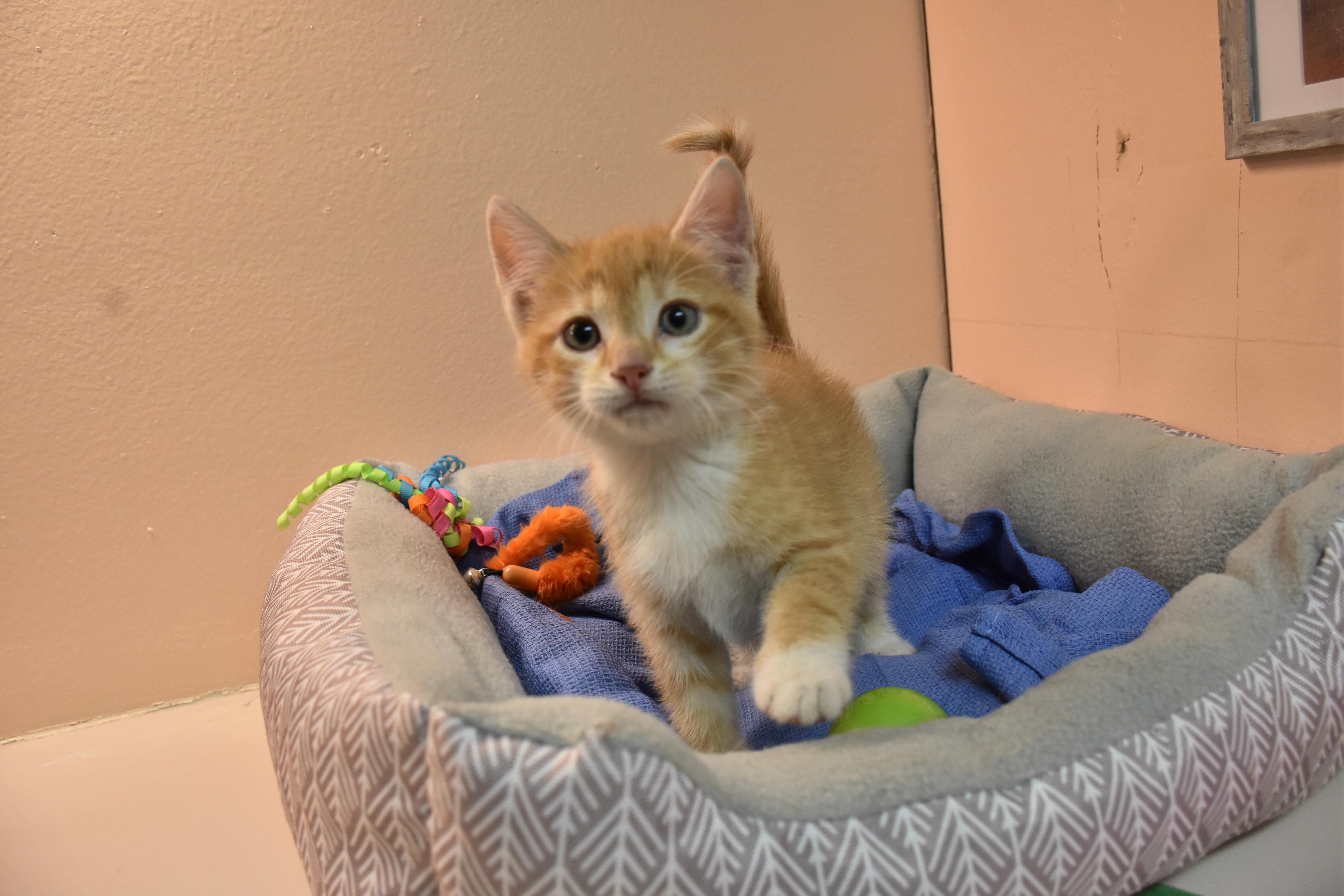 A baby small-sized female Orange & White Domestic Short Hair cat named Apricot for adoption in North Judson, IN