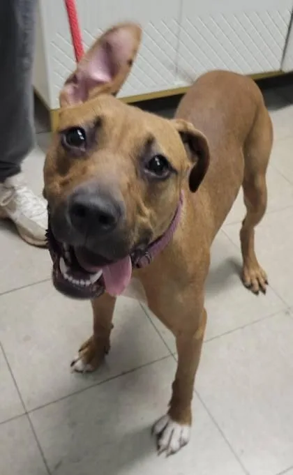 A young medium-sized female Mixed Breed dog named Azula for adoption in Hobart, IN