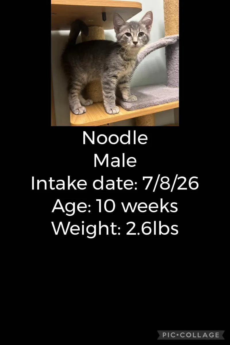 Noodle