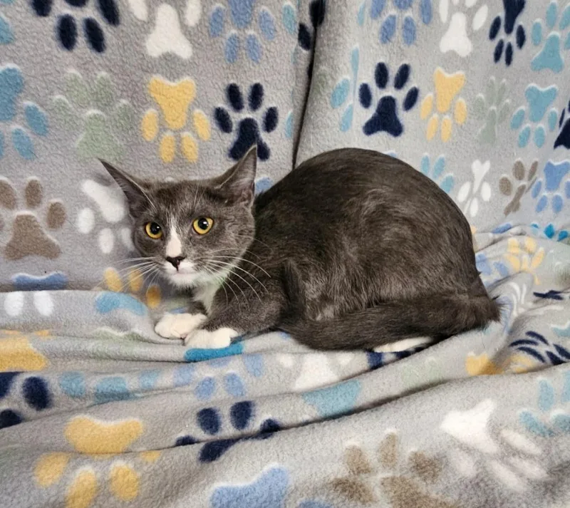 A baby medium-sized female Domestic Short Hair cat named Maxine for adoption in Wabash, IN