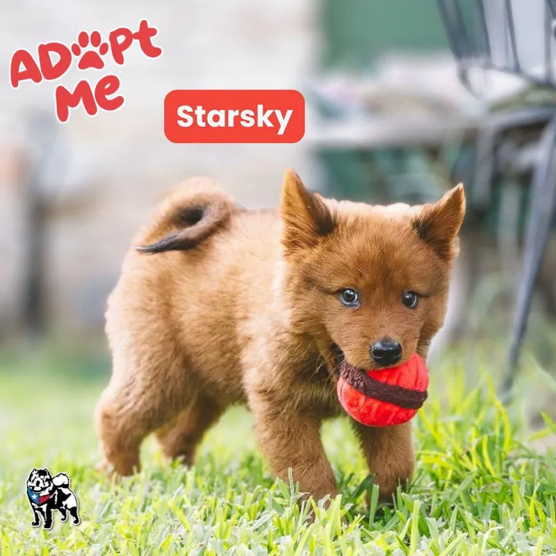 A baby medium-sized male Chow Chow dog named Starsky for adoption in Houston, TX