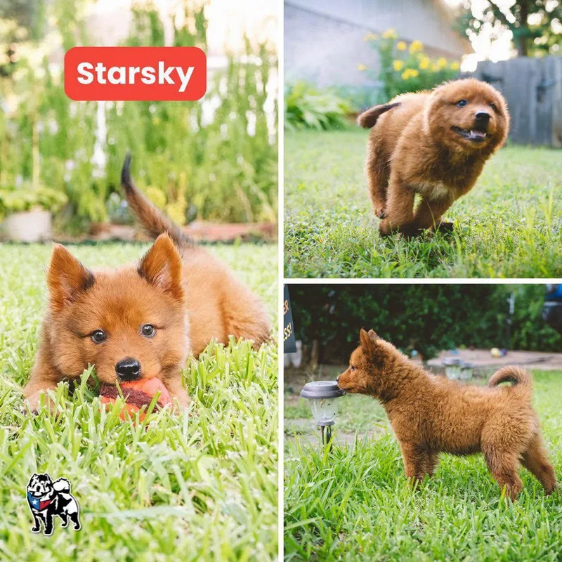 Starsky thumbnail 2