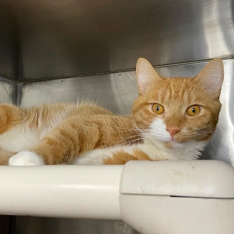 An adult medium-sized male Domestic Short Hair cat named Charlie for adoption in Roanoke, VA