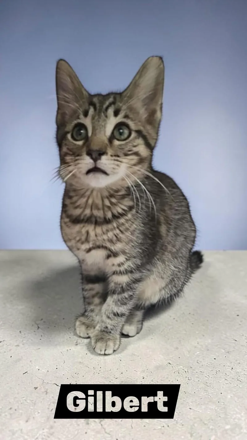 A young medium-sized male Domestic Short Hair cat named Gilbert for adoption in Sullivan, IN