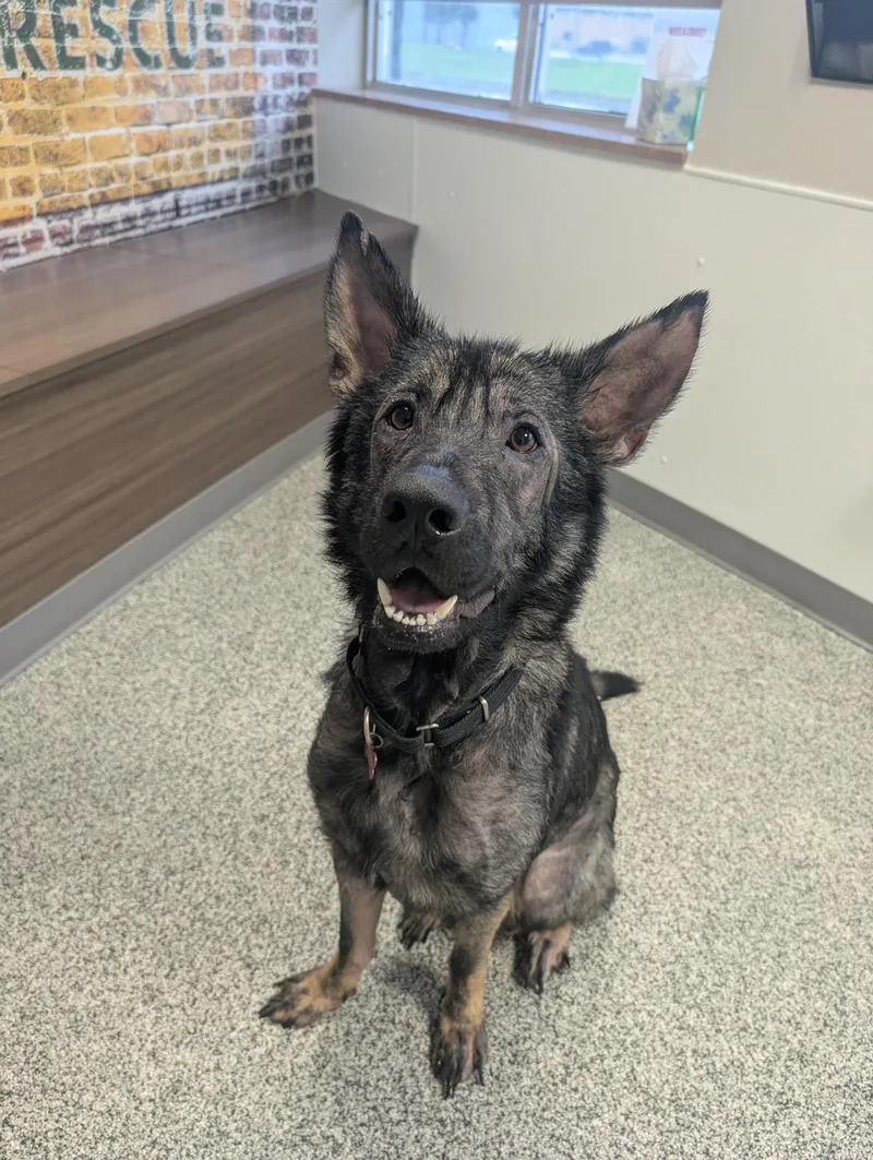 An adult large-sized male German Shepherd Dog dog named Arnie for adoption in Detroit, MI