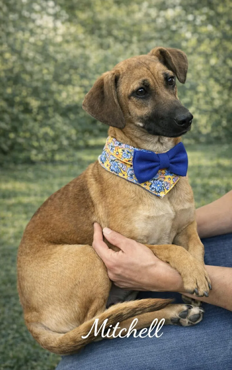 Mitchell thumbnail 2