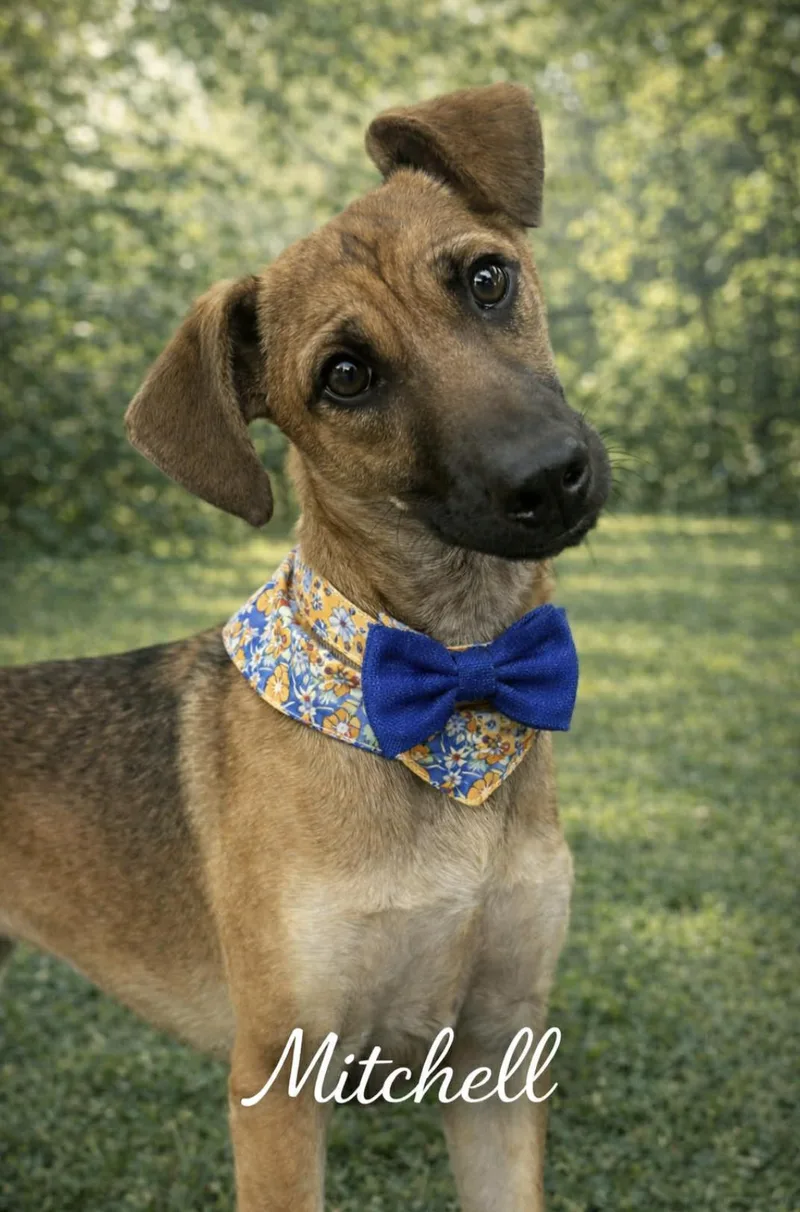 Mitchell thumbnail 4