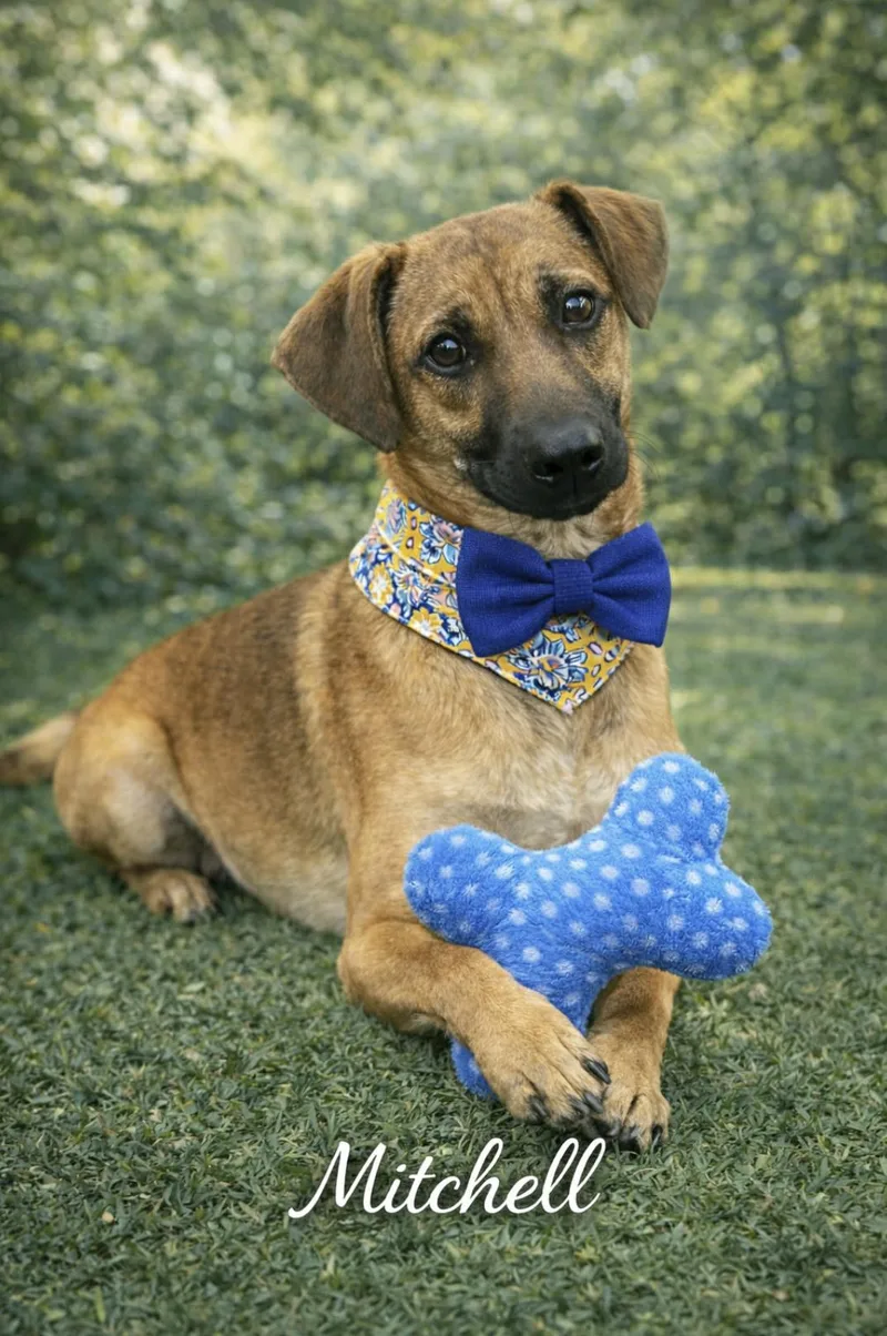 A young small-sized male Dachshund dog named Mitchell for adoption in Allen, TX