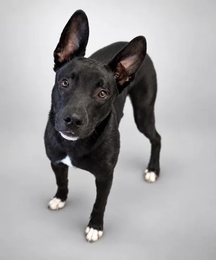 A young medium-sized male Shepherd dog named Beam for adoption in Bowling Green, KY
