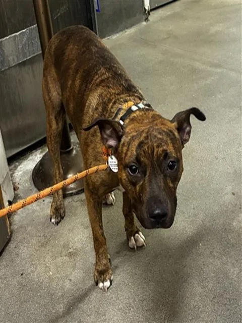 An adult medium-sized female Pit Bull Terrier dog named Nellie for adoption in Upper Marlboro, MD