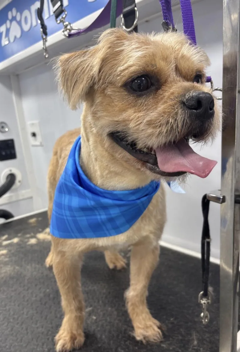 A young small-sized male Havanese dog named Chief Brody for adoption in Spotswood, NJ