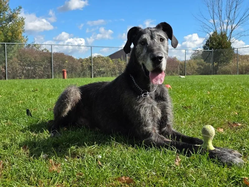 An adult extra large-sized male Irish Wolfhound dog named Onyx for adoption in Sprakers, NY