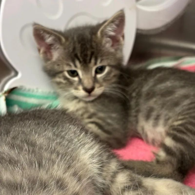 A baby small-sized female Gray / Blue / Silver Domestic Short Hair cat named Mirage for adoption in Los Angeles, CA