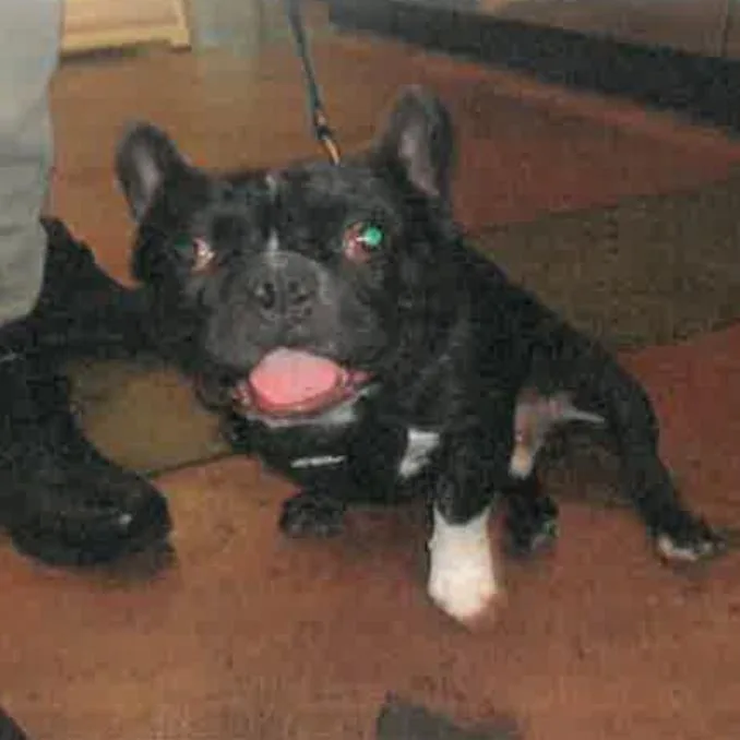 An adult medium-sized male Black French Bulldog dog named Mondongo A for adoption in Mission Hills, CA
