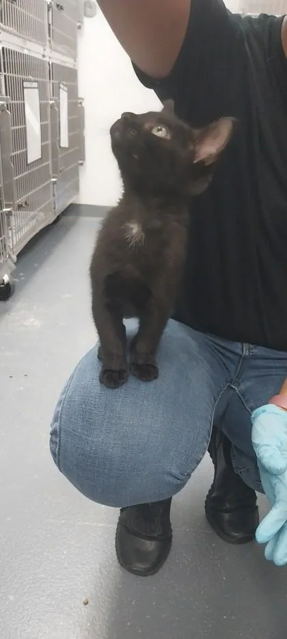 A young small-sized female Domestic Short Hair cat named Porcupine for adoption in North Miami Beach, FL