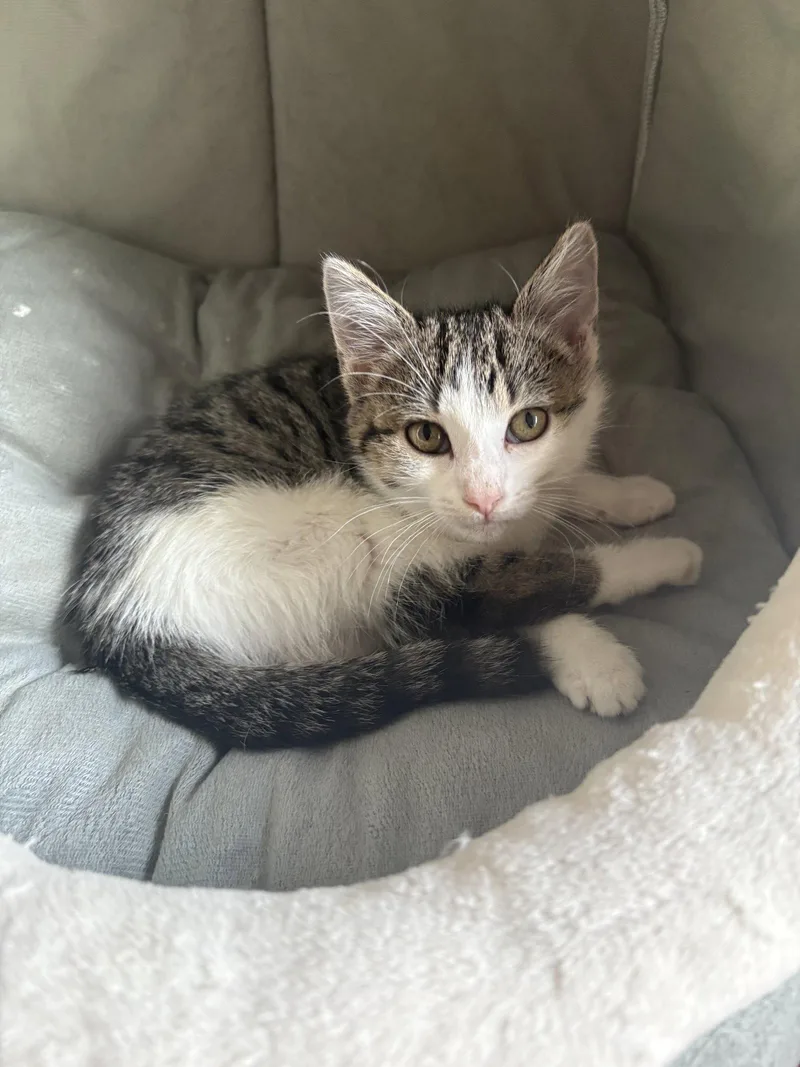 A baby medium-sized female Domestic Short Hair cat named Matilda for adoption in White Bluff, TN