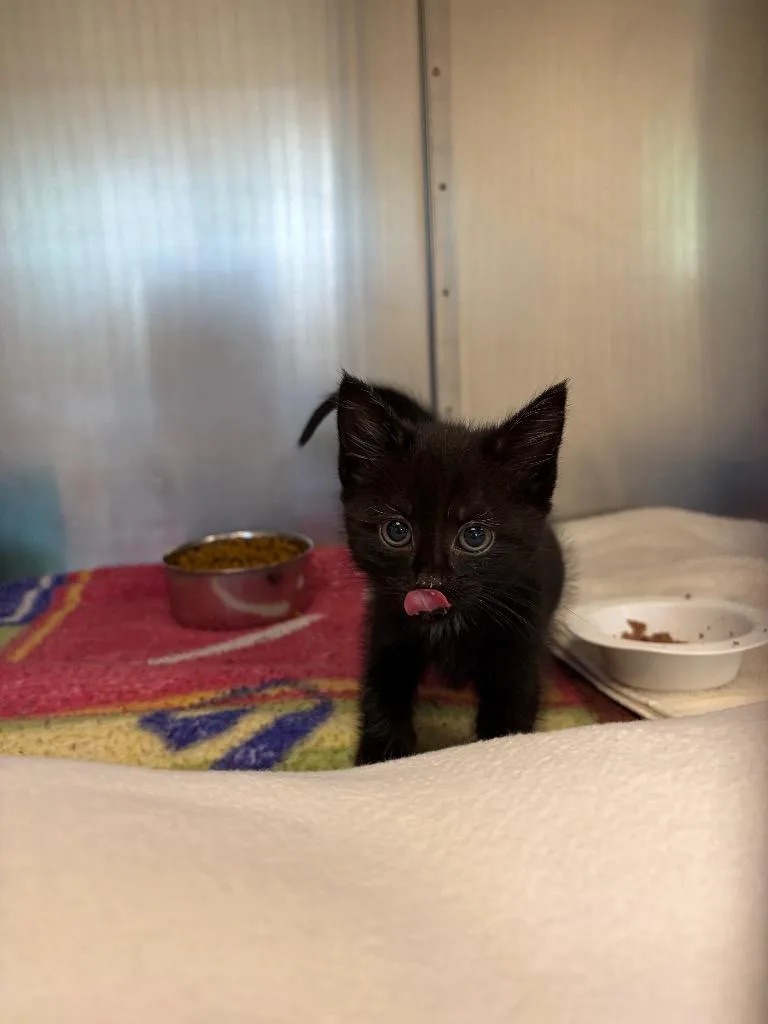 A baby small-sized female Domestic Short Hair cat named Beatrix for adoption in Liverpool, NY