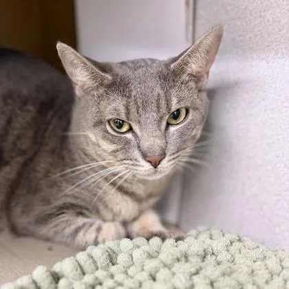 An adult small-sized male Gray / Blue / Silver Domestic Short Hair cat named River for adoption in Atlanta, GA