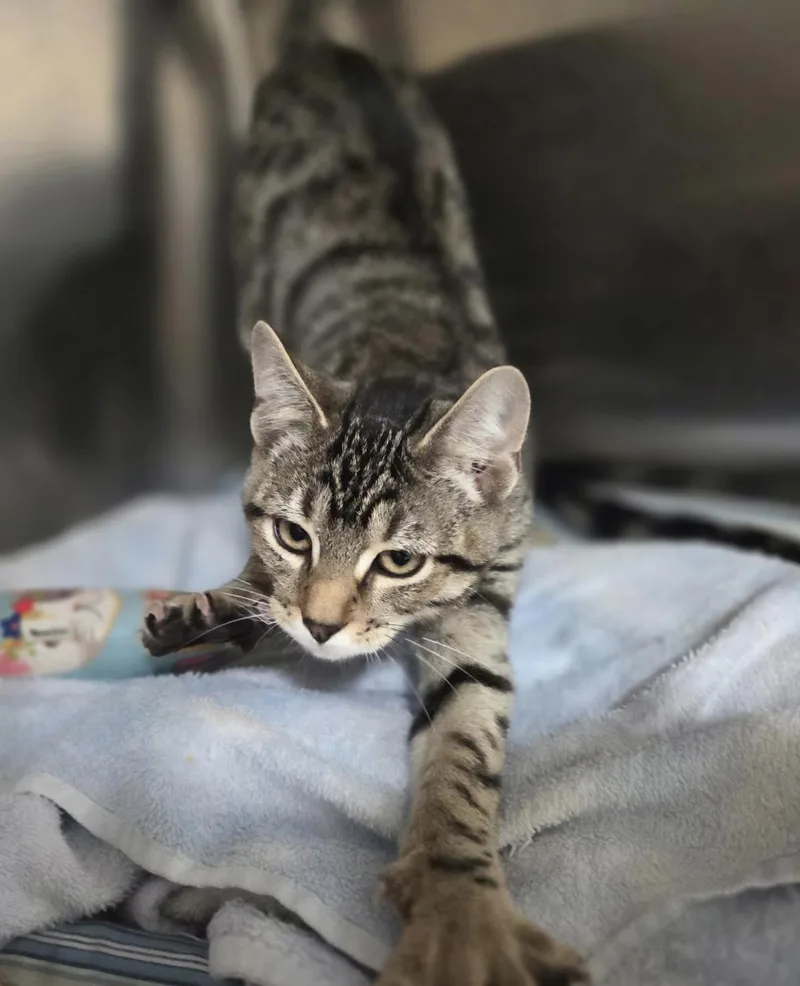 A baby medium-sized male Tabby (Brown / Chocolate) Domestic Short Hair cat named Watson Shewman for adoption in Stowe, PA